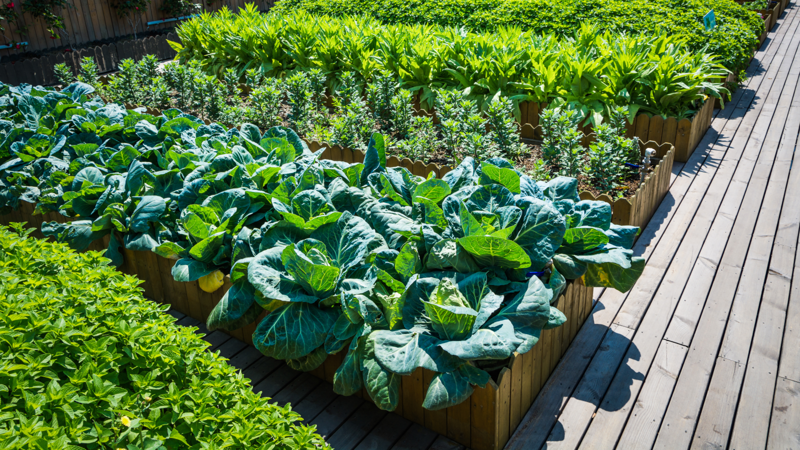 raisedbeds hero 3xnnwn