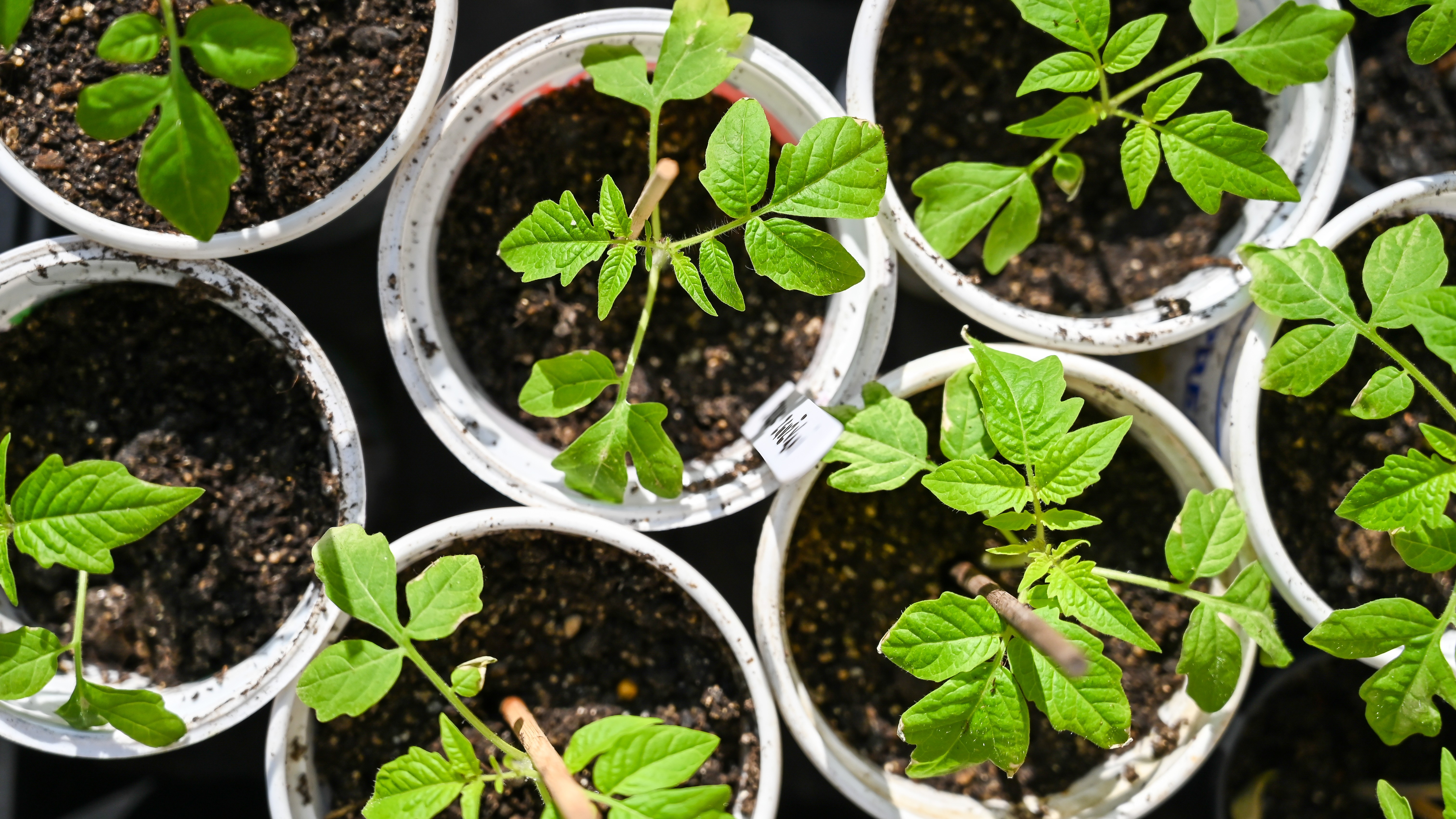 Start your own seeds