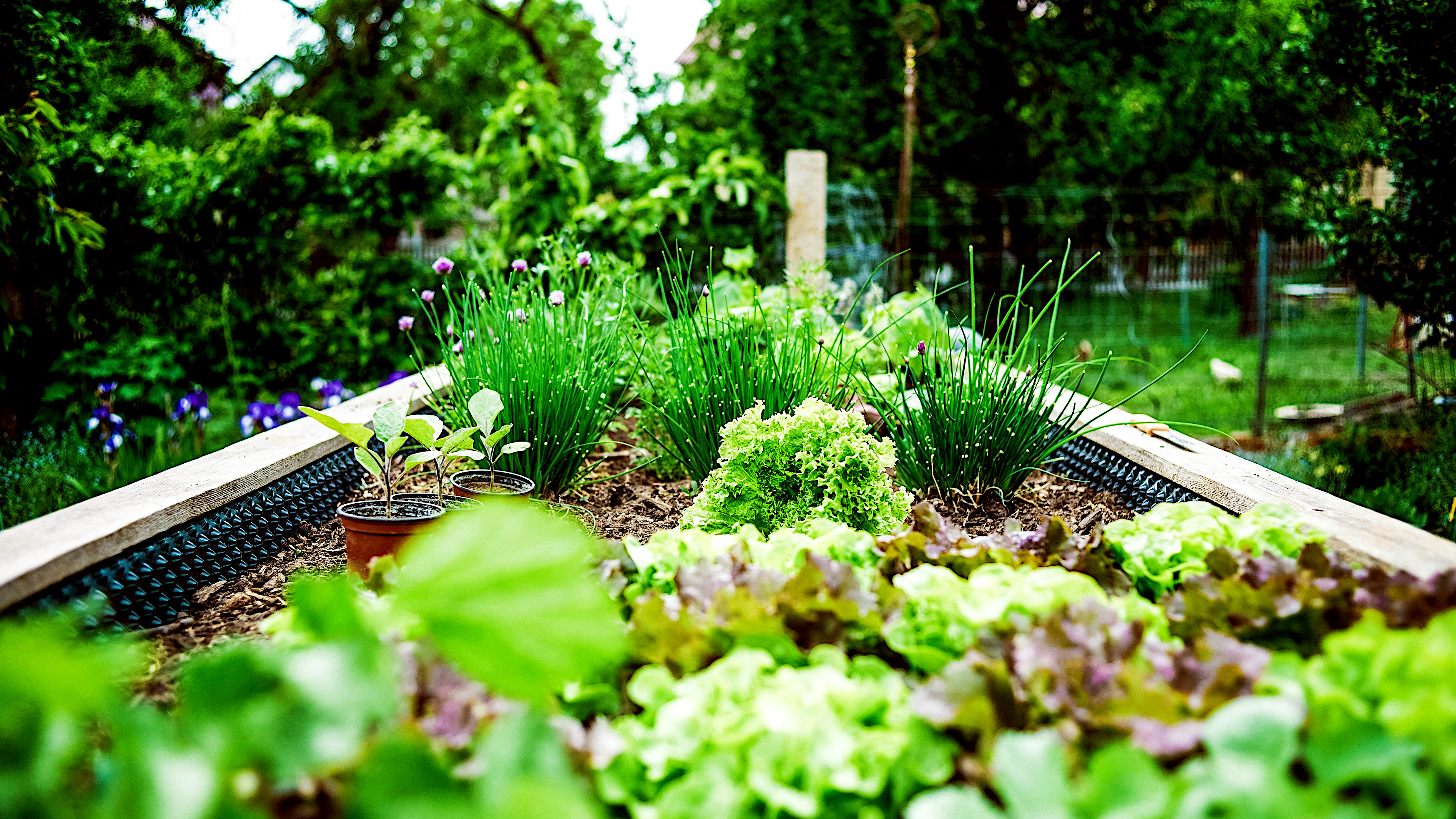 Planning your garden