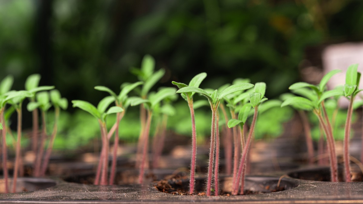 Tomato seedlings